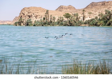 Black Winged Stilts, Salt Lake Ounianga, Chad