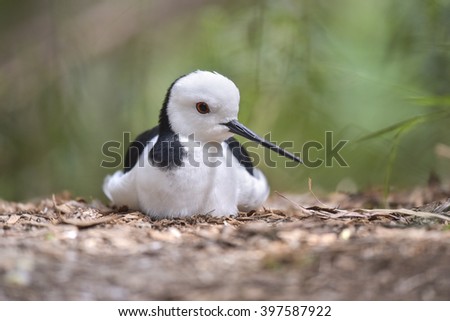 Black winger Stilt