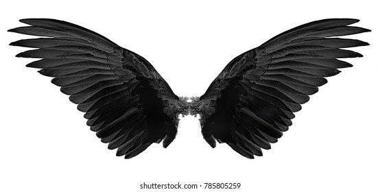 Black Wings Of Bird On White
