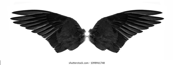 Black Wings Isolated On White