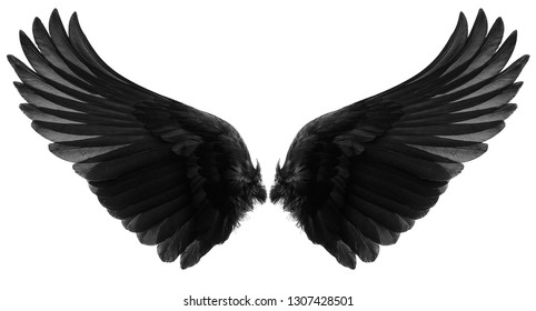 Black Wings Isolated On A White