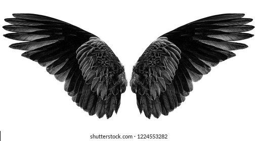 black wings on a white