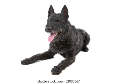 45 Dutch Wire Haired Shepherd Images Stock Photos Vectors Shutterstock   Black Wire Haired Dutch Shepherd 260nw 52983367 