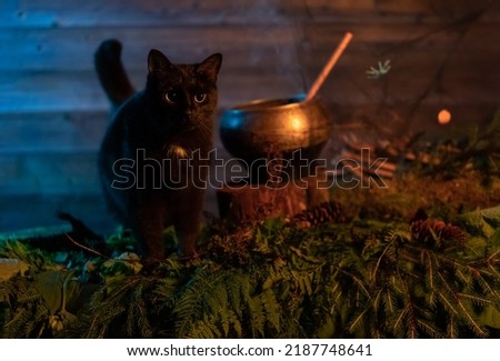 A black witch cat on a table with a pot for making a witch's potion. The concept of Halloween. Mystical dark atmosphere