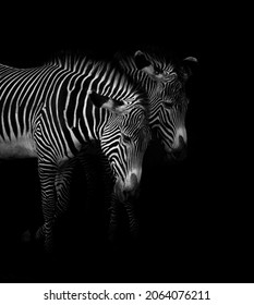 Black and withe of two Zebras at Cabarceno natural park
