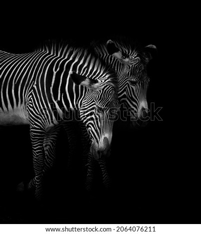 Black and withe of two Zebras at Cabarceno natural park