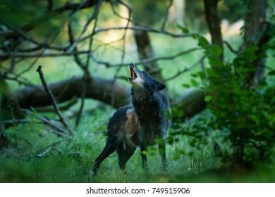 Black Wolf - Shutterstock ID 749515906