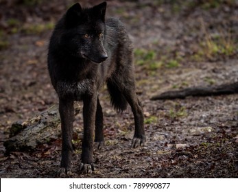 Black Wolf Animal
