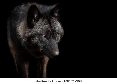 Black wolf with a black background
