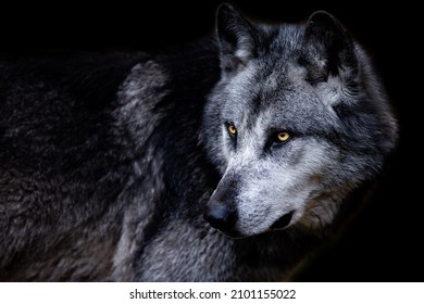 Black Wolf With A Black Background