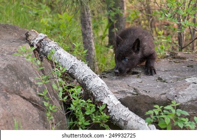Black Wolf (Canis lupus) Pup Stalks Left over Branch - captive animal