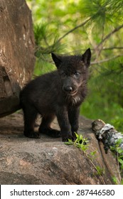 Black Wolf (Canis lupus) Pup Stands Atop Rock - captive animals