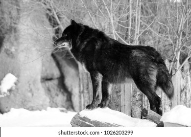 60,815 Wolf black white Images, Stock Photos & Vectors | Shutterstock