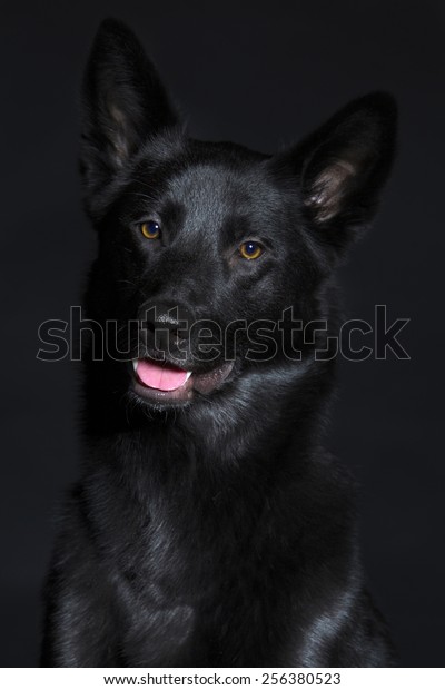 what is a black wolf hybrid