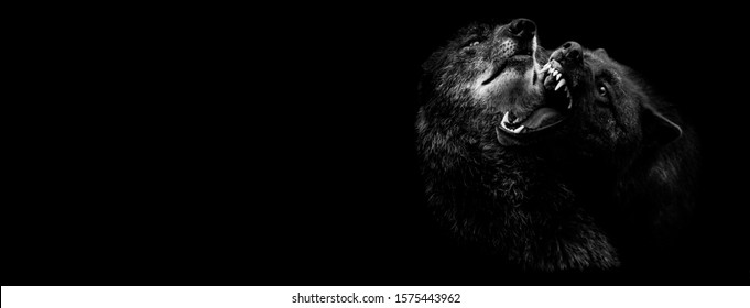Black wolf fighting with a black background