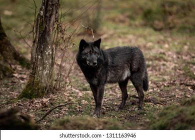 5,301 Female black wolf Images, Stock Photos & Vectors | Shutterstock