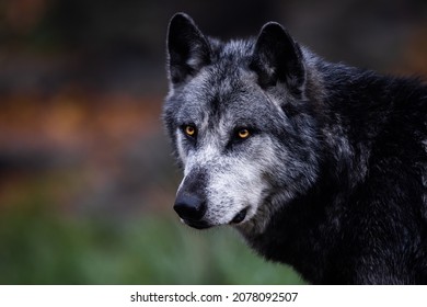 A Black Wolf In The Forest