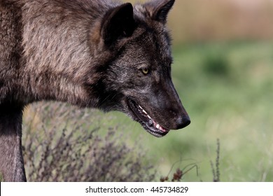 Black Wolf Head An Shoulders From The Side