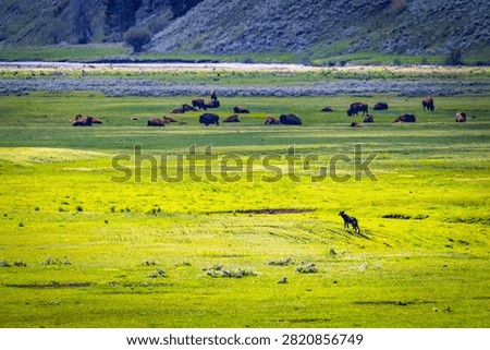 A black wolf observes a large herd of American bison across Lamar Valley in Yellowstone National Park