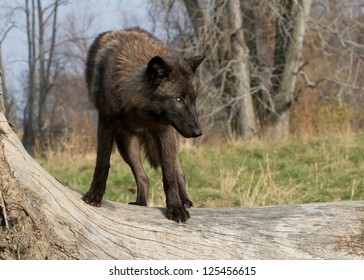 Black wolf on a tree