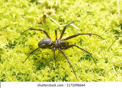 Black Wolf Spider (Lycosidae) On Green Moss. Window Into World Of Ultra Macro, Mountain Tundra Higher Arctic Circle, North Europe