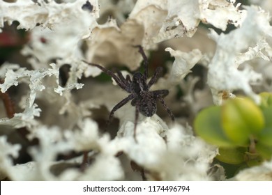 Black Wolf Spider (Lycosidae) On Deer Moss. Window Into World Of Ultra Macro, Mountain Tundra Higher Arctic Circle, North Europe