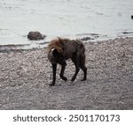 Black Wolf in YNP by Water