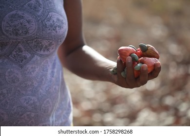 Black Woman Hand Holding Some Cashews, In Pão De Açúcar, One Of The Municipalities In The Sertão De Alagoas With Great Tourist And Cultural Potential. On The Bank Of The São Francisco River.