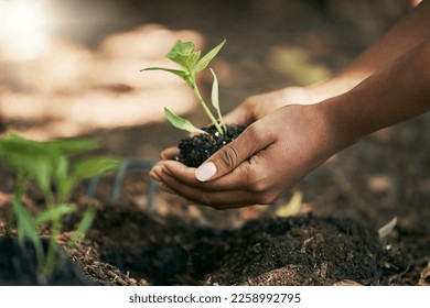 Black woman, hands or planting in soil agriculture, sustainability care or future growth planning in climate change support. Zoom, farmer or green leaf plants in environment, nature or sapling garden - Powered by Shutterstock