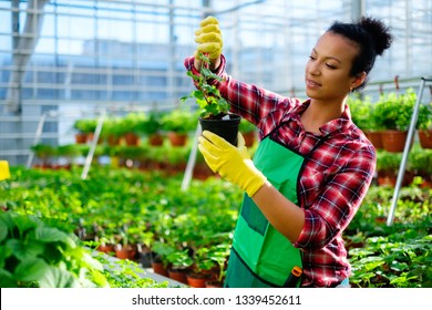 Black Woman Working In A Botanical Garden