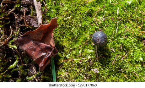 Black woodlouse crawling on green moss in Boulder, Colorado