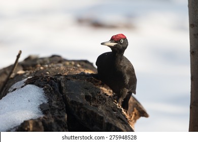 Black Woodpecker