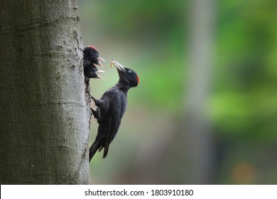 Black Woodpecker, Dryocopus Martius, Mother Feeding Chicks On Tree In Forest. Two Young Birds With Black Feather Peeking From Nest. Wild Animal With Dark Plumage And Red Head Holding Worn In Beak In