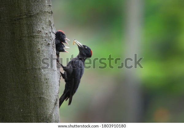 Black woodpecker, dryocopus martius, mother feeding\
chicks on tree in forest. Two young birds with black feather\
peeking from nest. Wild animal with dark plumage and red head\
holding worn in beak in