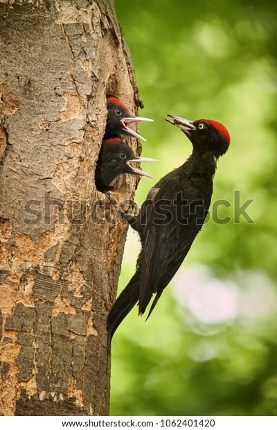 Black woodpecker\
(Dryocopus martius)  with two youngs in the nest hole. Wildlife\
scene from Czech forest.