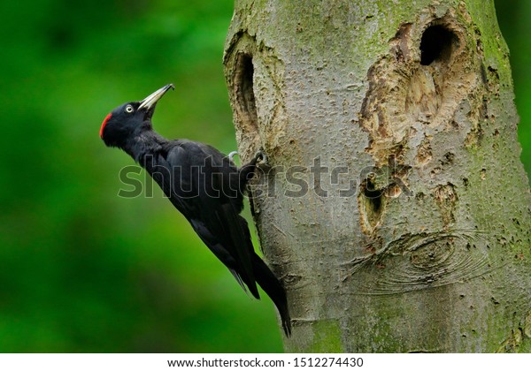 Black woodpecker in the\
green summer forest. Wildlife scene with black bird in the nature\
habitat. Woodpecker with chick in the nesting hole. Wildlife in\
Czech, Europe. 