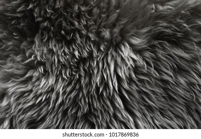 Black Wool Texture Background, Dark Natural Sheep Wool, Black Seamless Cotton, Texture Of Gray Fluffy Fur, Close-up Fragment Of Black Wool Carpet