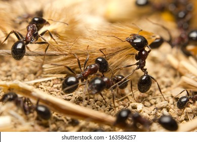 Black worker ants dragging vegetation to the colony