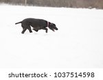 Black working cocker spaniel having fun in the snow, running and getting her nose down, picking out scents even in the frozen conditions.