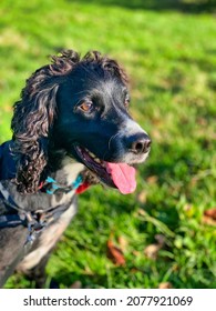 Black Working Cocker Spaniel Outside