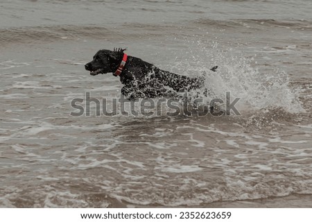 Black working cocker spaniel running through surf at the beach