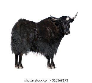 Black Yak (Bos Mutus) Isolated On White Background