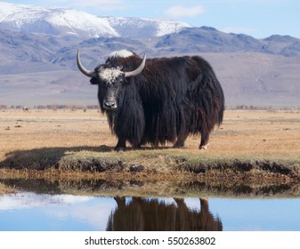 Black yak in the lake in the mountains