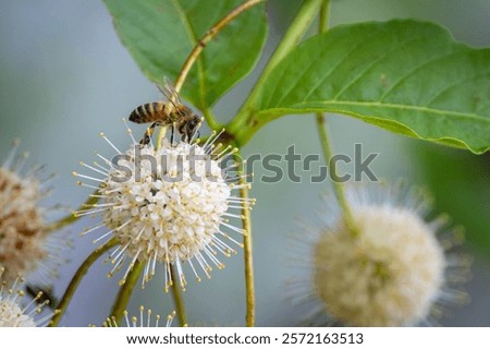 Similar – Image, Stock Photo White flowers of ball hydrangea