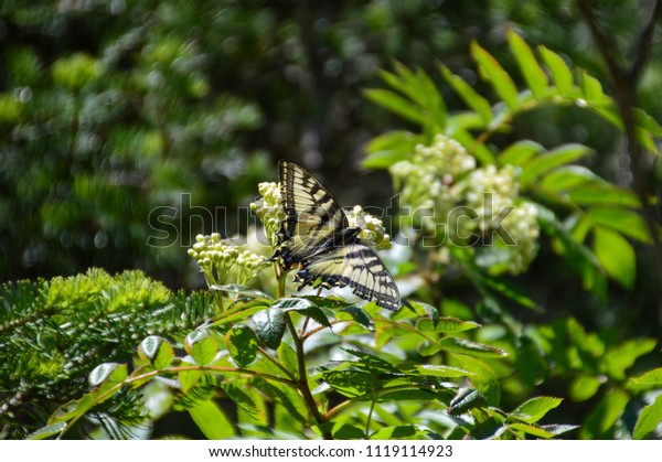 Black Yellow Butterfly On White Blossom Stock Photo Edit Now