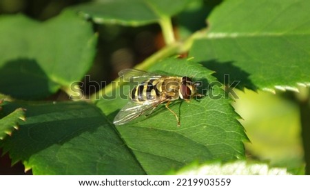 Black and yellow female hover fly (Syrphus ribesii) sitting on a dark green rose leaf