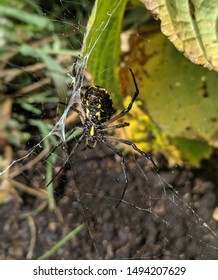 Imagenes Fotos De Stock Y Vectores Sobre Yellow And Black Spider