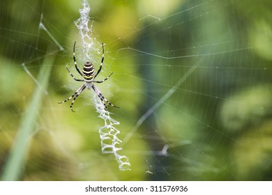 Black And Yellow Garden Spider On Web