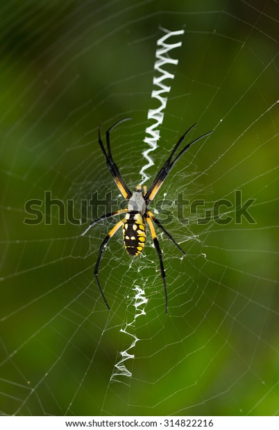 Black\
and yellow garden spider waits in center of orb web for insects to\
become trapped in her orb web with\
stabilimentum.