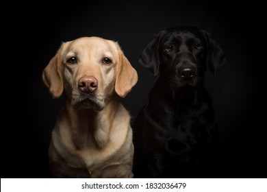 Black And Yellow Lab Portrait